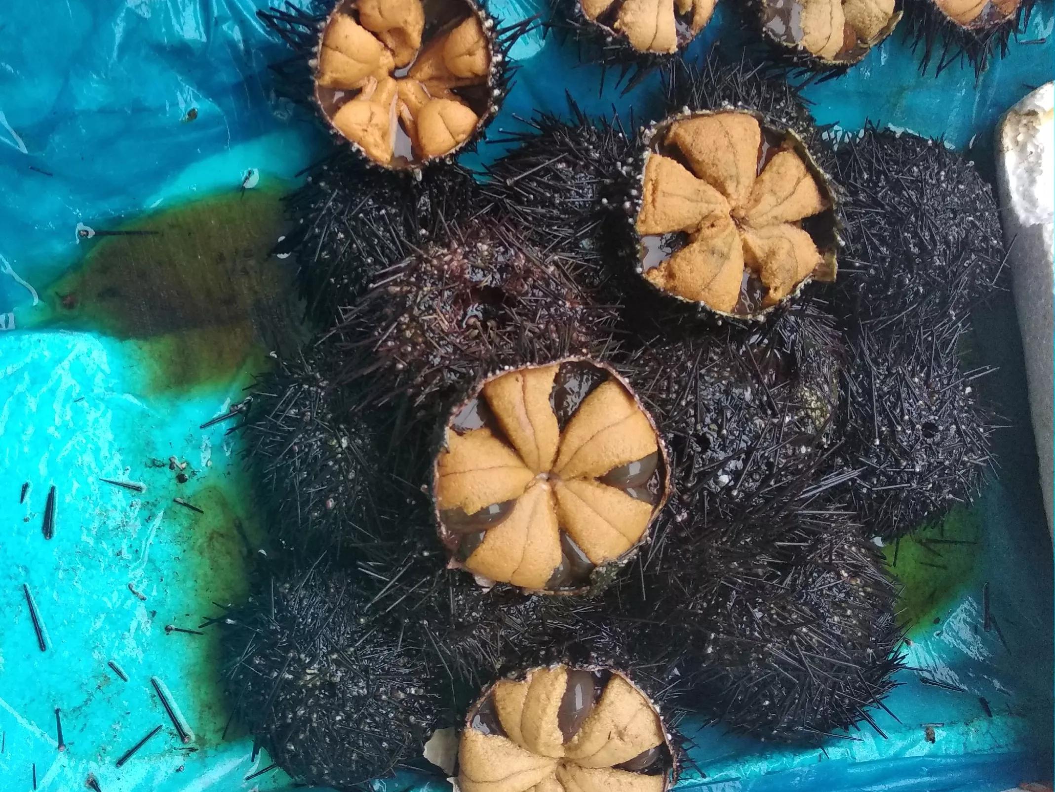 大连最好吃的海鲜品种,大连十大海鲜排名