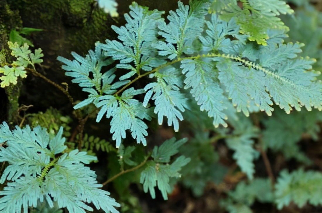 农村山上的佛手草,佛手树枯叶了如何救活