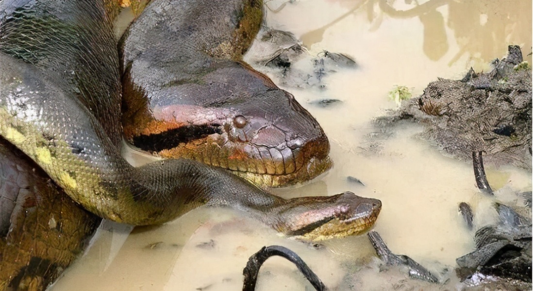 雌性森蚺繁殖后会吃掉雄性吗,雌性森蚺为什么把雄性森蚺吃掉