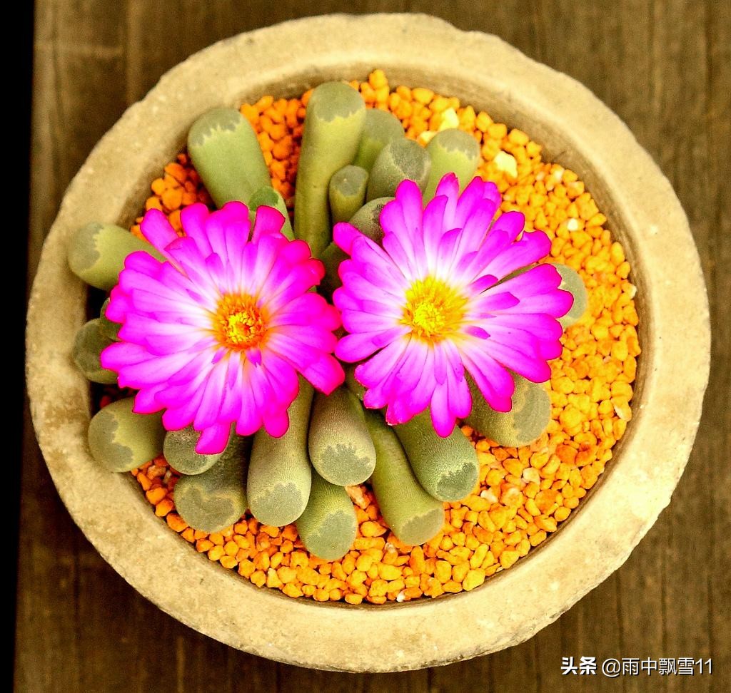 养多肉植物生石花,多肉植物生石花