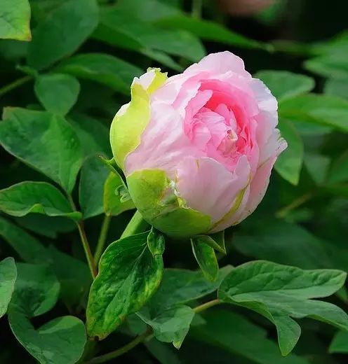 中国十大名花惊艳千年,中国十大名花美极了