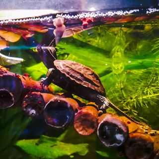 新手养龟最好养哪几种龟,如何分别浅养龟和深养龟