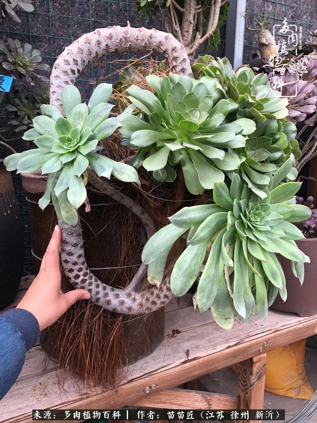 多肉之江湖：众肉友们，修仙渡劫几何了？