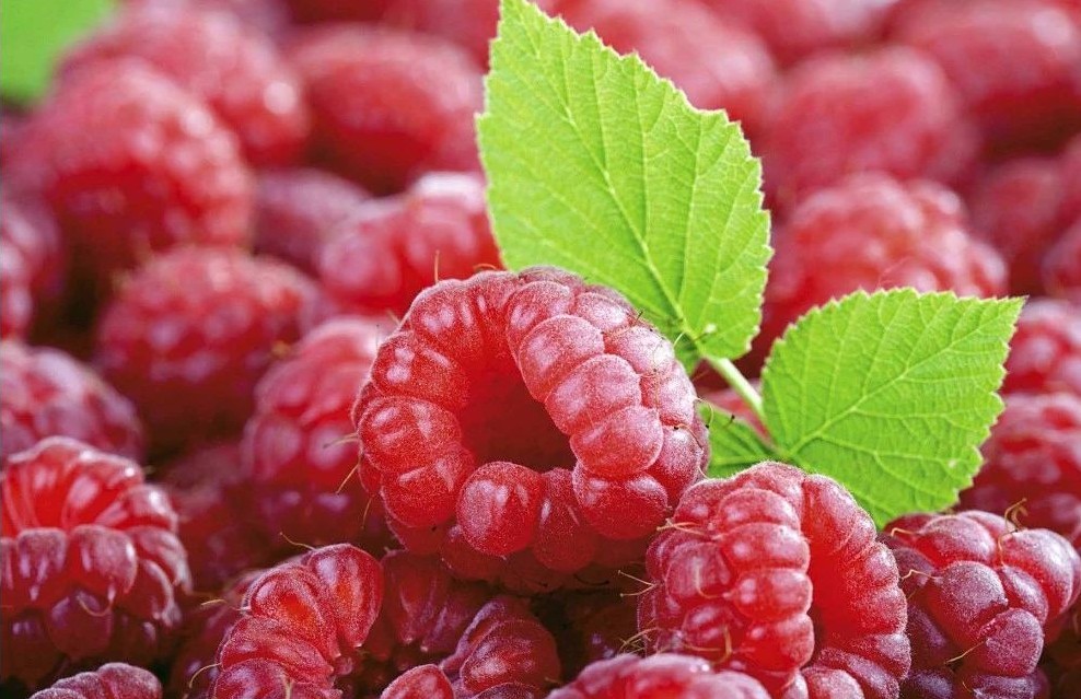 种植摇钱树前景,种摇钱树致富经历