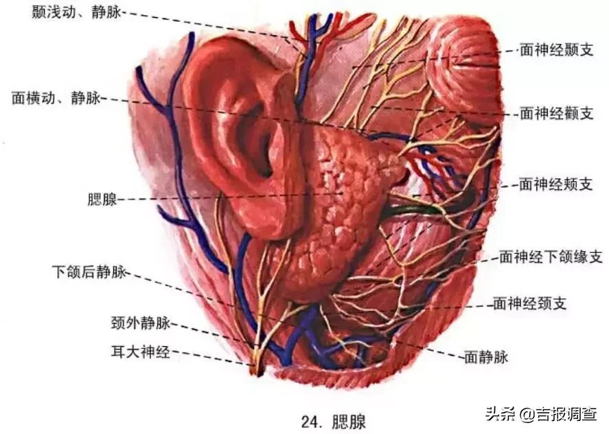 腮帮子肿大的危害,半边脸肿得像猪头是什么病