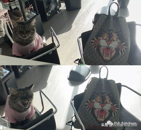 大家的包包和宠物,都太可爱了!