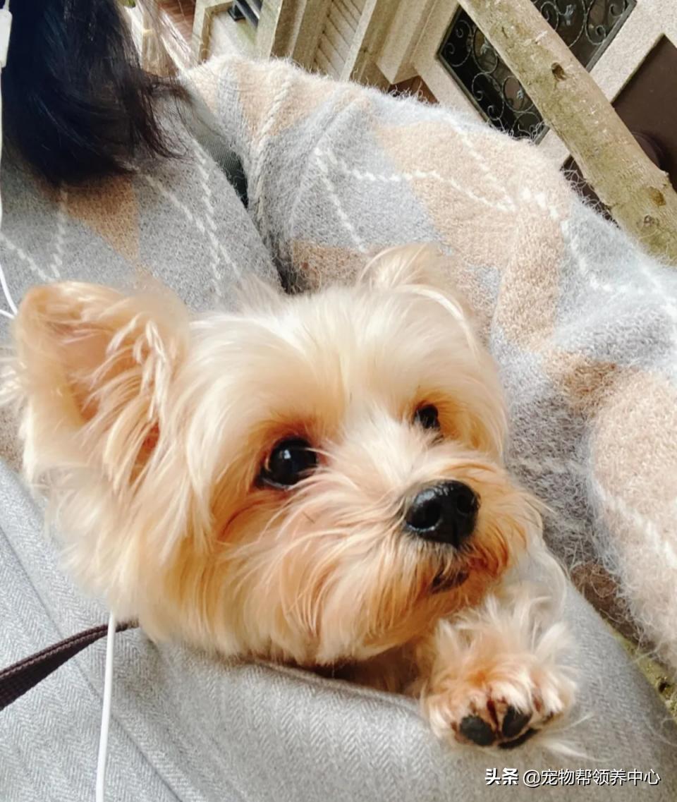 约克夏邋遢吗,约克夏脏兮兮