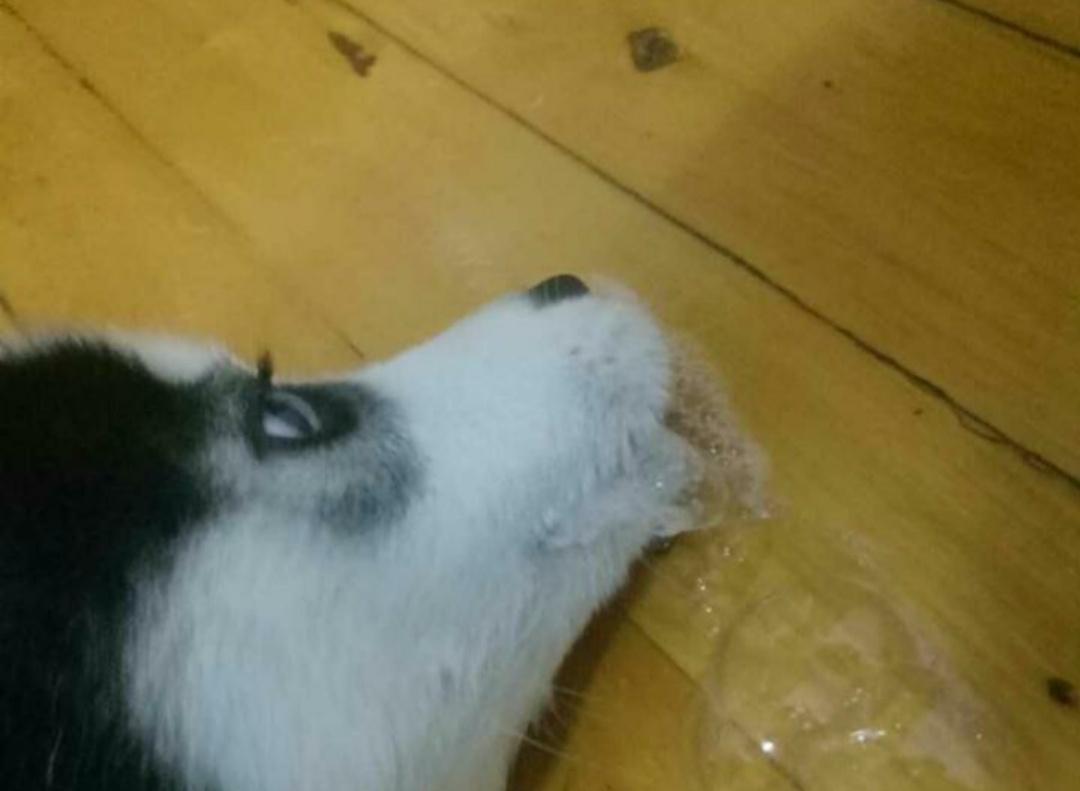 狗狗头部受伤会有什么反应,狗狗头部受伤怎么防护