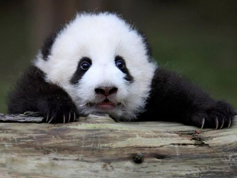 2019熊猫夏令营活动参与,2020全国青少年足球夏令营直播