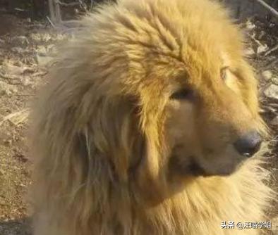 藏獒和金毛能生出来狗狗吗,金毛和藏獒生的崽叫啥