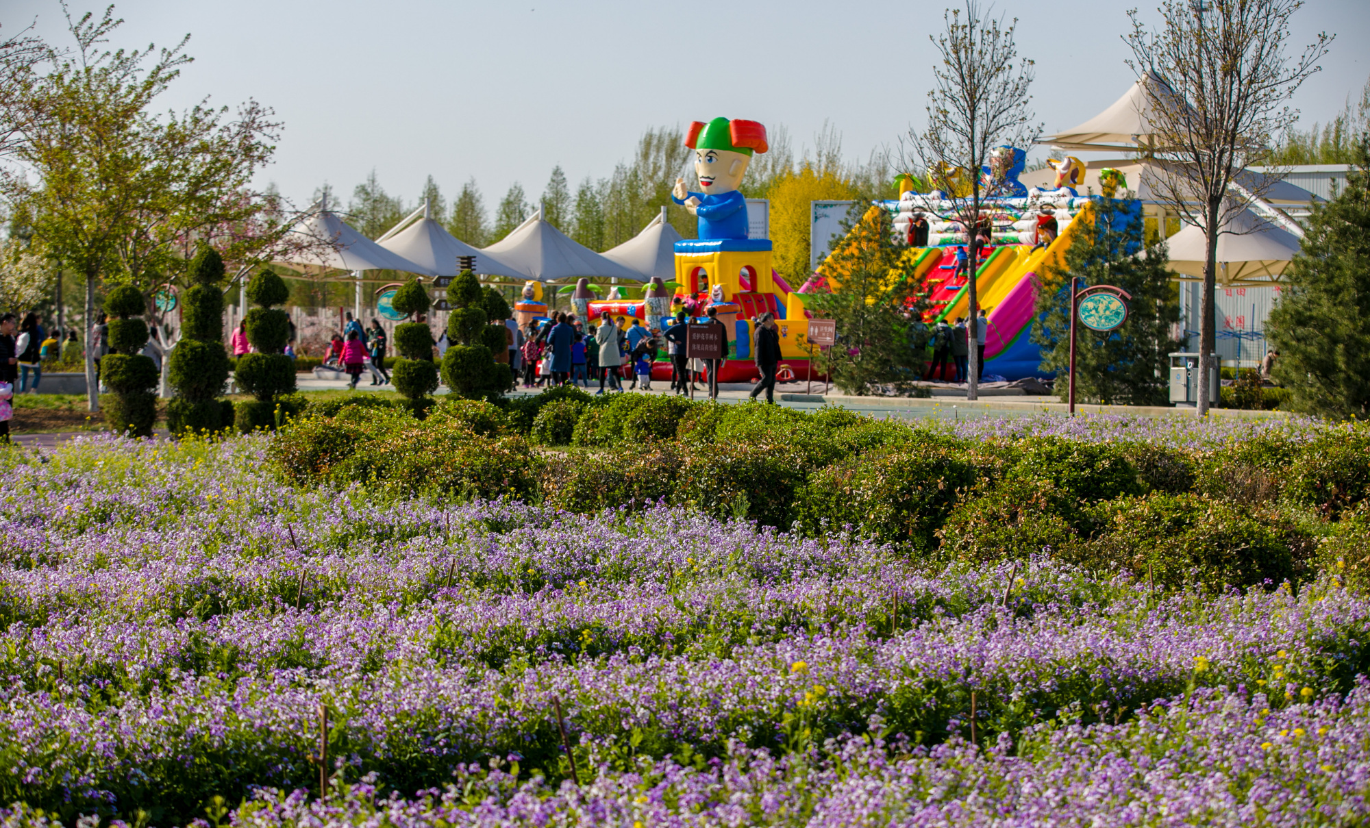 郁金香济南哪里最好,济南万象城郁金香