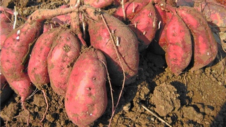 红薯如何种植高产教你三招,红薯高产最好的种植方法