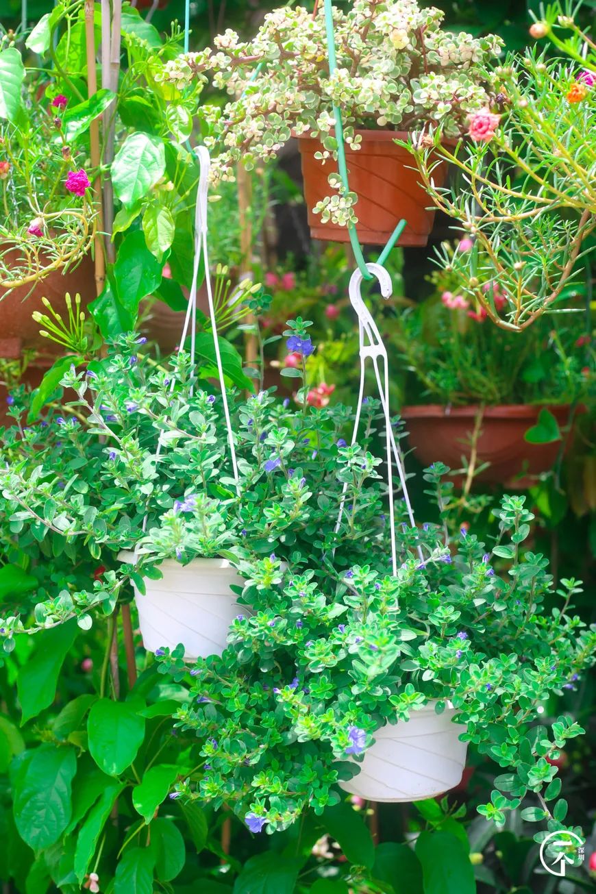 布吉哪里的房租最便宜,布吉房租为什么便宜