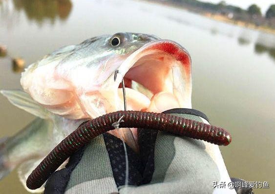 路亚让人痴迷,路亚让人心如止水