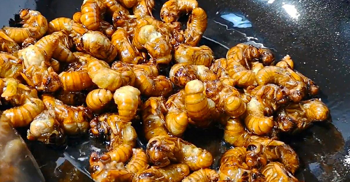 金蝉到底能吃不,金蝉为什么不能再吃