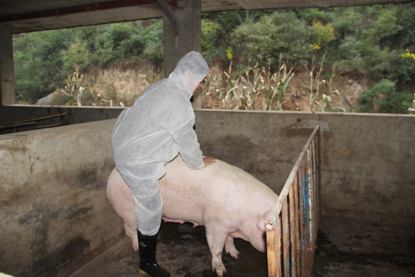 母猪发情不排卵怎么办？母猪不排卵的最好方法，本文为你介绍