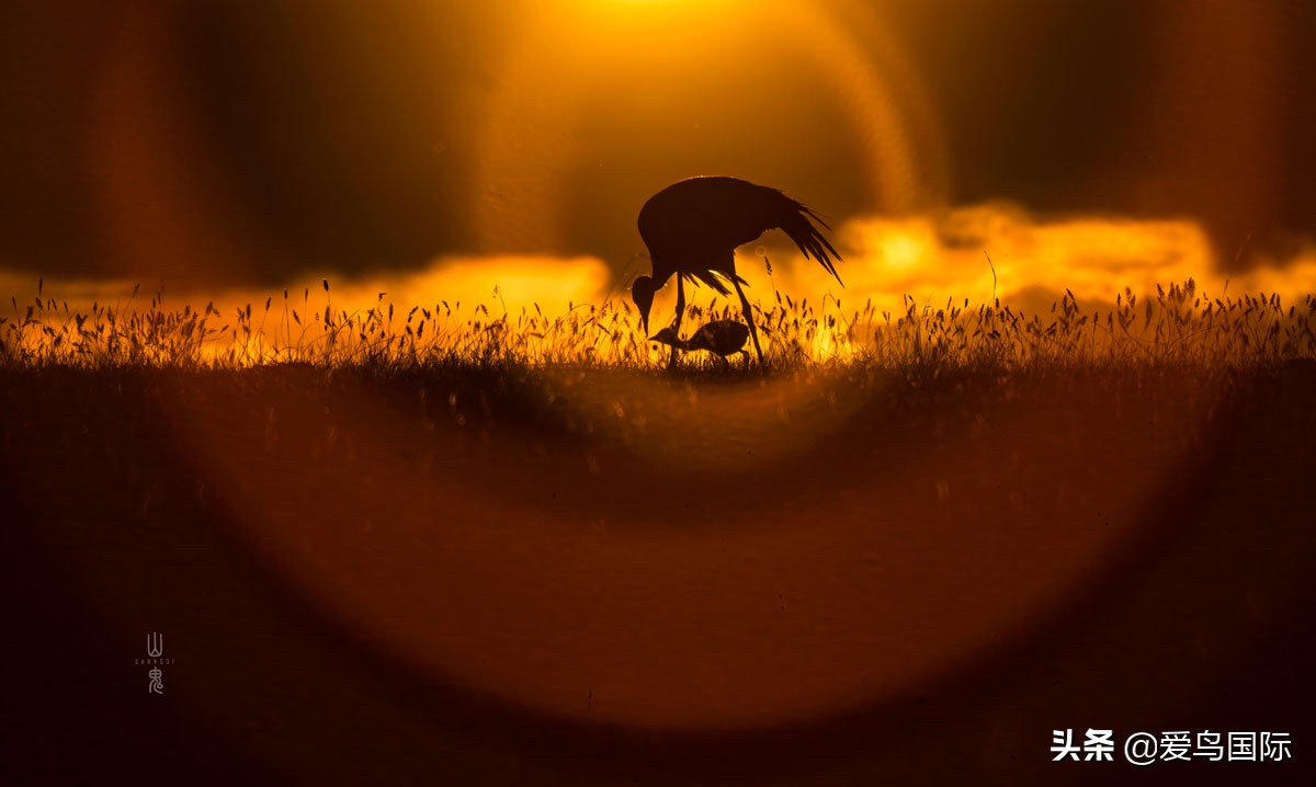 鸟类最好看的照片,100张绝美鸟类图片