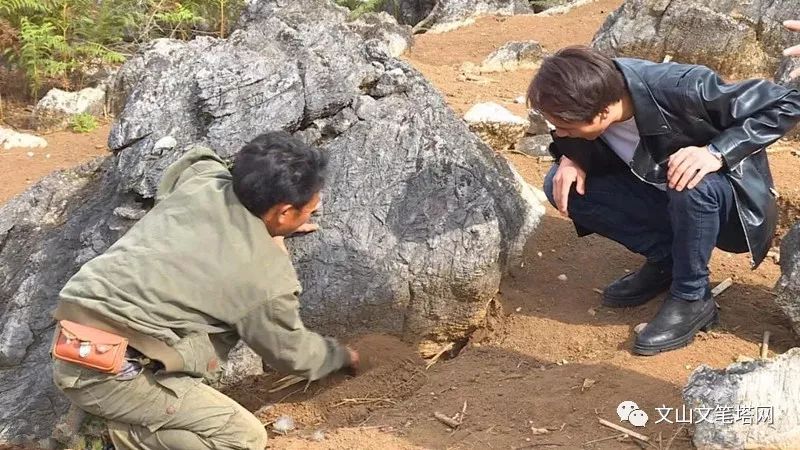 「笔塔热点」丘北1村民租地养兔探出致富路，年入30多万