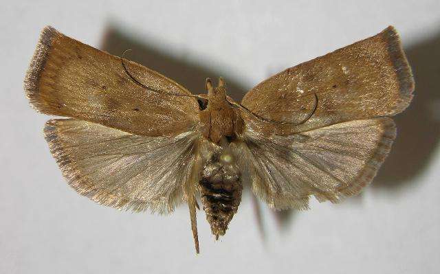 大米生虫了怎样驱虫小妙招,怎么防止大米里生飞蛾