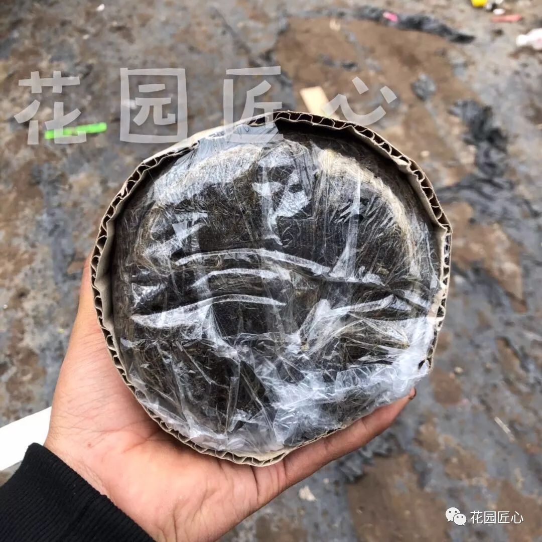 缓苗应该注意些什么,缓苗要注意什么