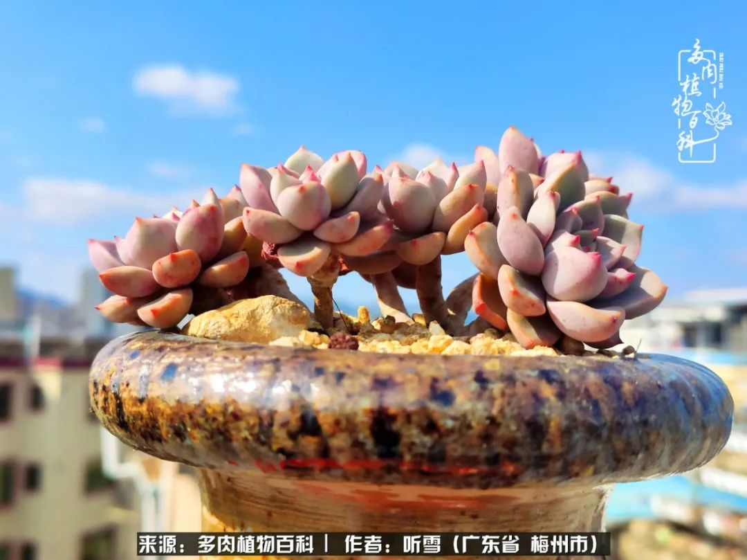 爱上多肉精致生活,爱上多肉我们的减压法宝