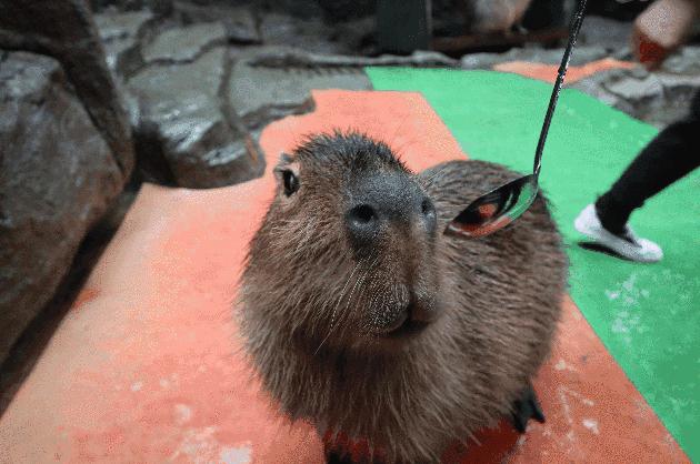 雅安旅行攻略亲子游,雅安市旅行攻略自由行路线