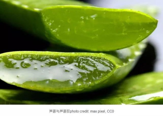 芦荟胶对晒伤后修复有用吗,晒伤了怎么用新鲜芦荟处理