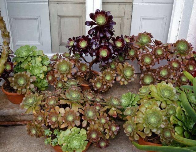 黑法师掉叶子黑腐怎么办,黑法师砍头后成光杆了还能发芽吗