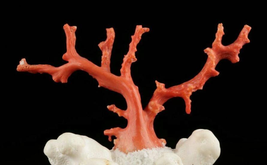 日本红珊瑚有假货吗,红珊瑚真伪视频