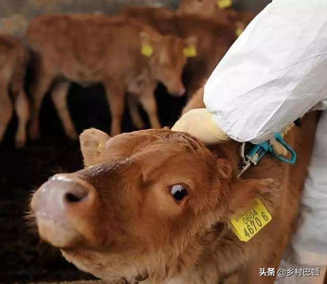 牛布氏杆菌病的诊断与防治方法,牛布氏杆菌怎么治疗最好