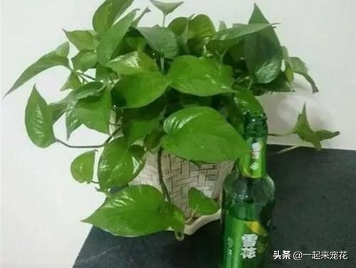 绿萝是个老酒鬼,一周喝一碗,新叶呼呼长,黄叶绿回来
