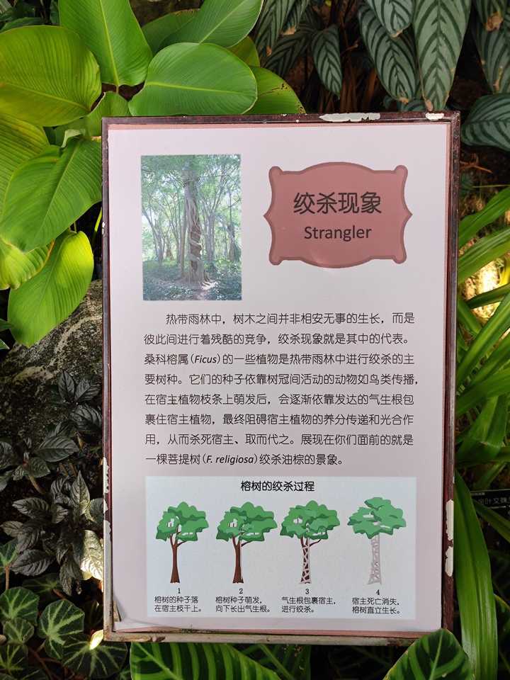 植物奇葩说：不仅会打架，会残杀厮杀，还会捕食昆虫呢