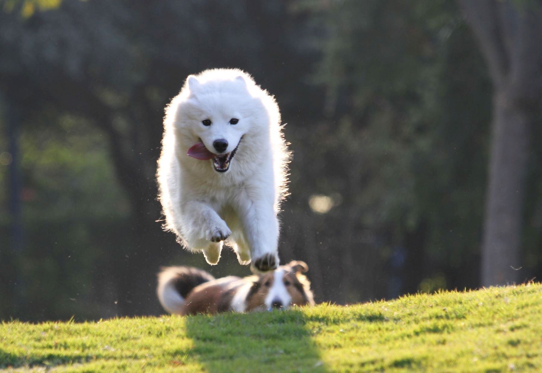 狗狗排泄臭,狗狗嘴臭是因为狗粮问题吗