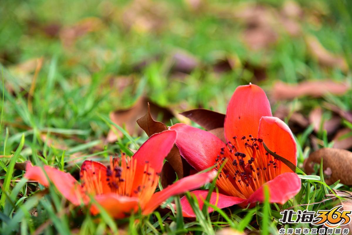 「多图」春天来了!北海街头的三角梅、黄花风铃开得好艳