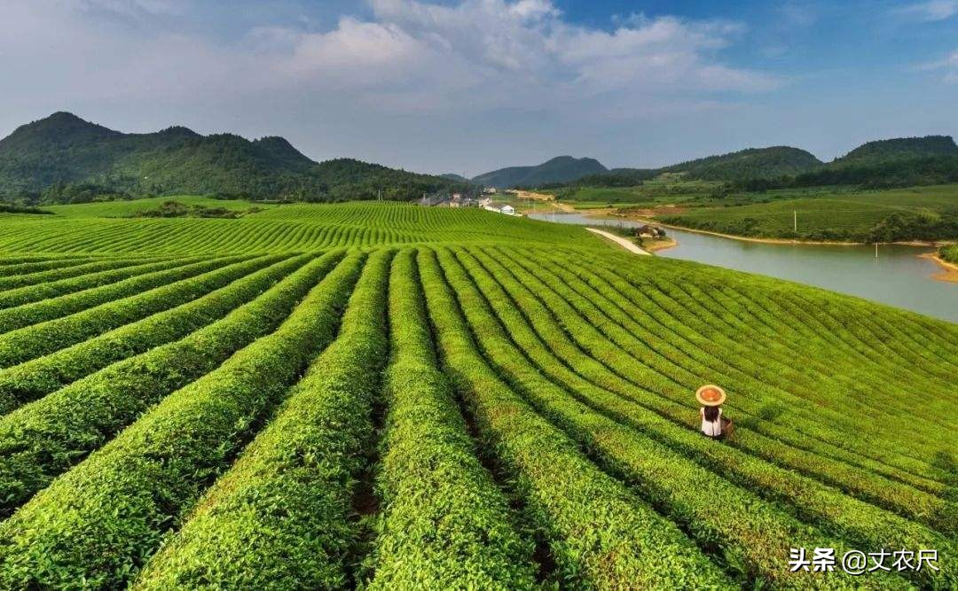 农村土地流转贷款,农民土地流转后补贴归谁