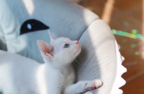 救助流浪猫被粘鼠胶,流浪猫粘鼠板救猫