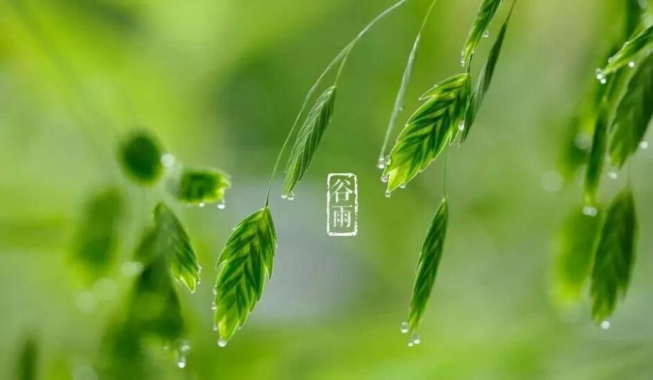 二十四节气之谷雨演讲稿,二十四节气之谷雨古诗