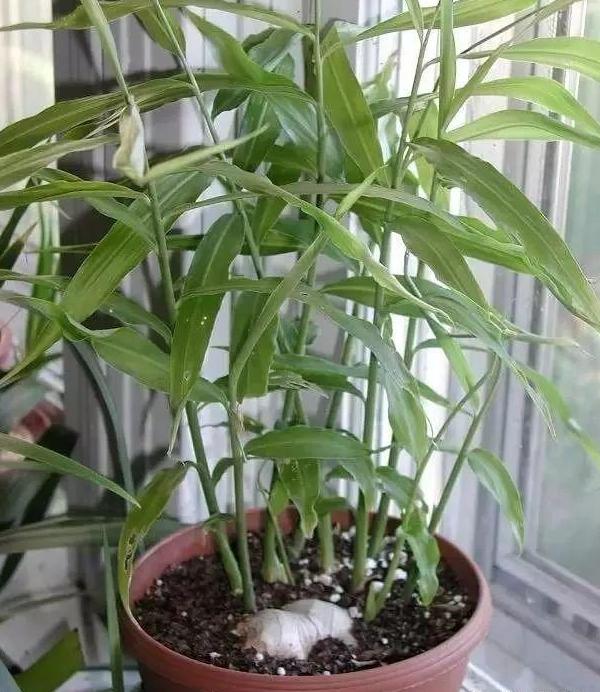 怎样让姜快速发芽做盆栽,盆栽植物姜