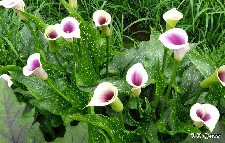 彩色马蹄莲会复花吗,马蹄莲容易复花吗