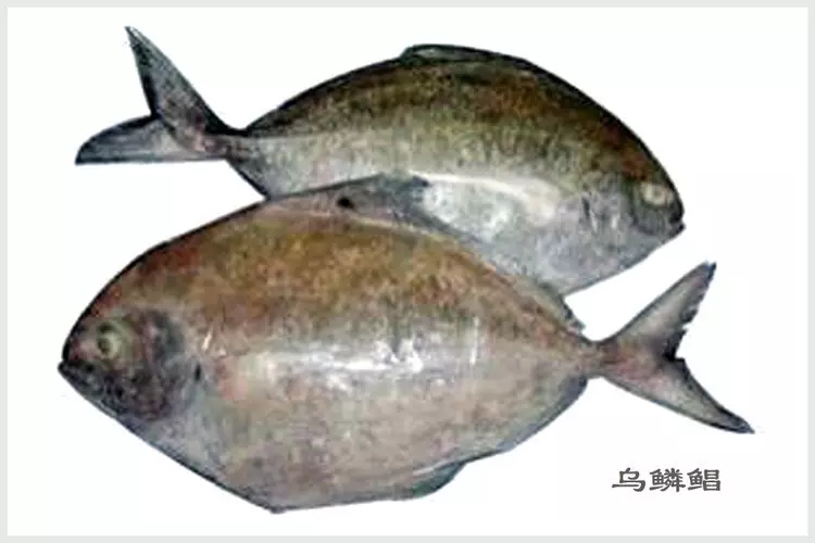 史上最全面的海鲜大咖,史上最全海鲜视频