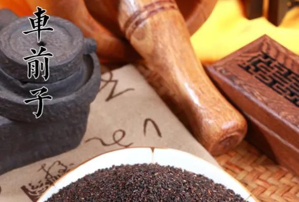 胡博士说中药|从车前子与大文豪欧阳修的故事讲起