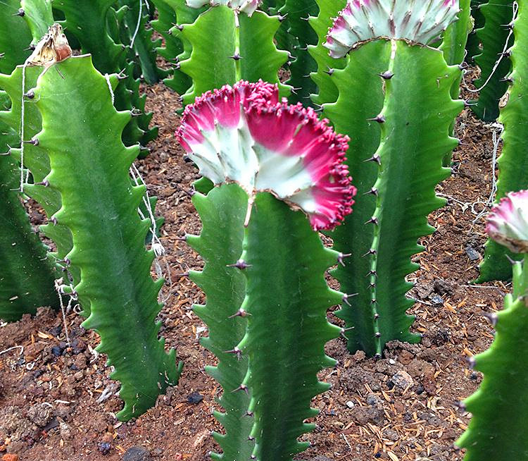 彩春峰嫁接时包扎伤口吗,彩春峰嫁接