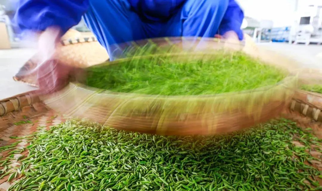 我们争分夺秒加班加点,就是为了奉上今春这第一波蒙顶皇茶!