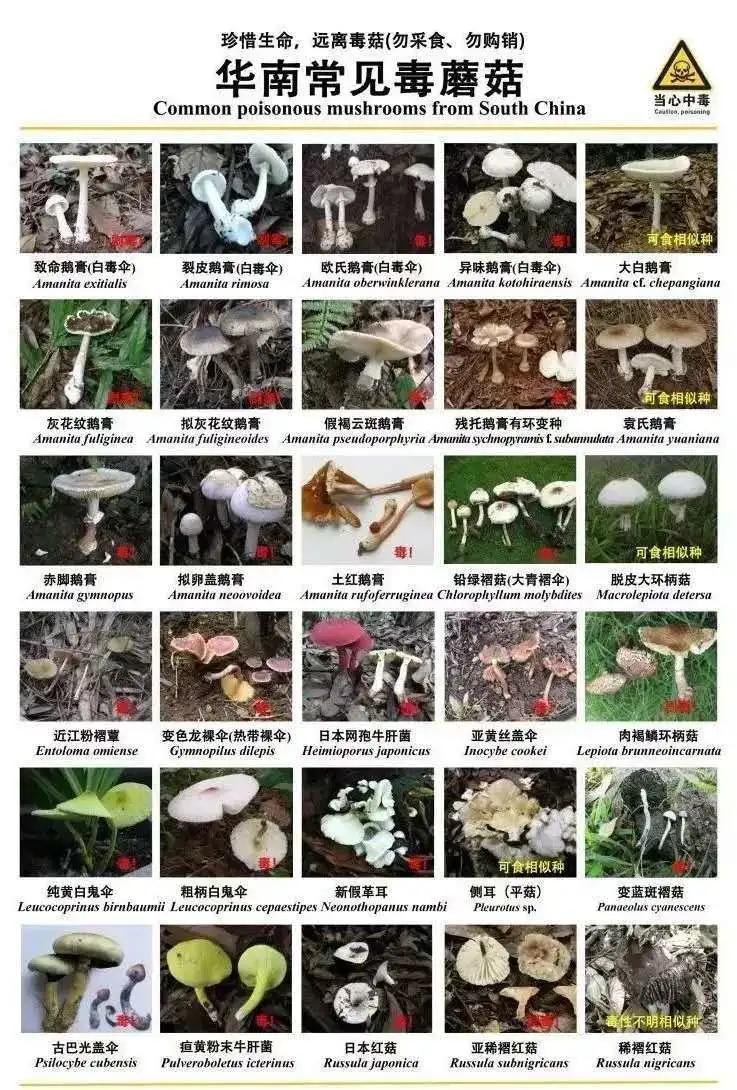 警惕广东头号毒菇,警惕新型毒品无处不在