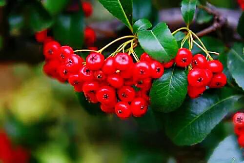 火棘树挂满果图,火棘花开