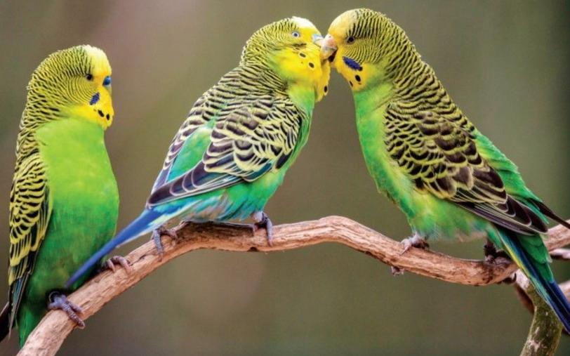 虎皮鹦鹉拉水发抖怎么办,虎皮鹦鹉拉黄水突然死了