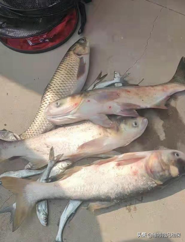 祁老板岳父住院,祁老板事件