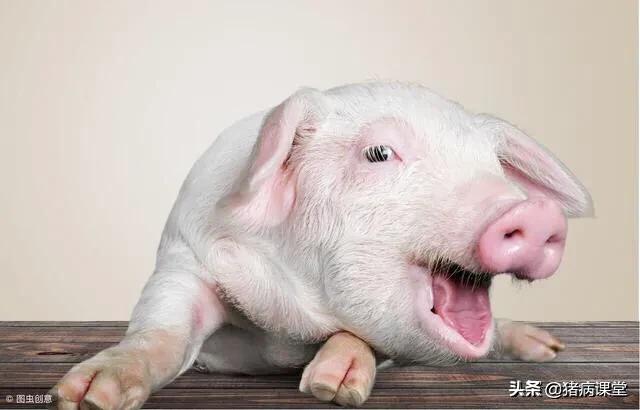 仔猪怎么补奶最好,育肥仔猪补栏技巧视频