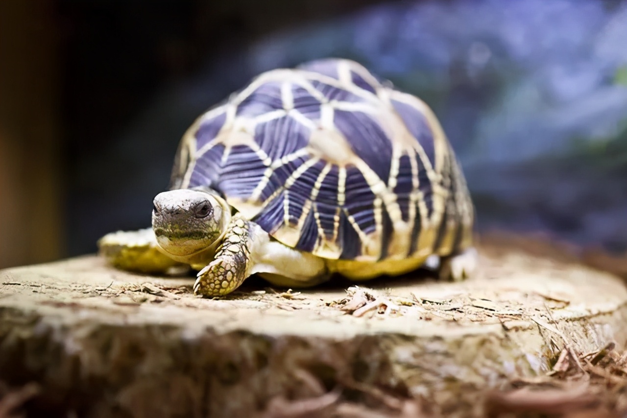 龟类纪录片,龟类图片