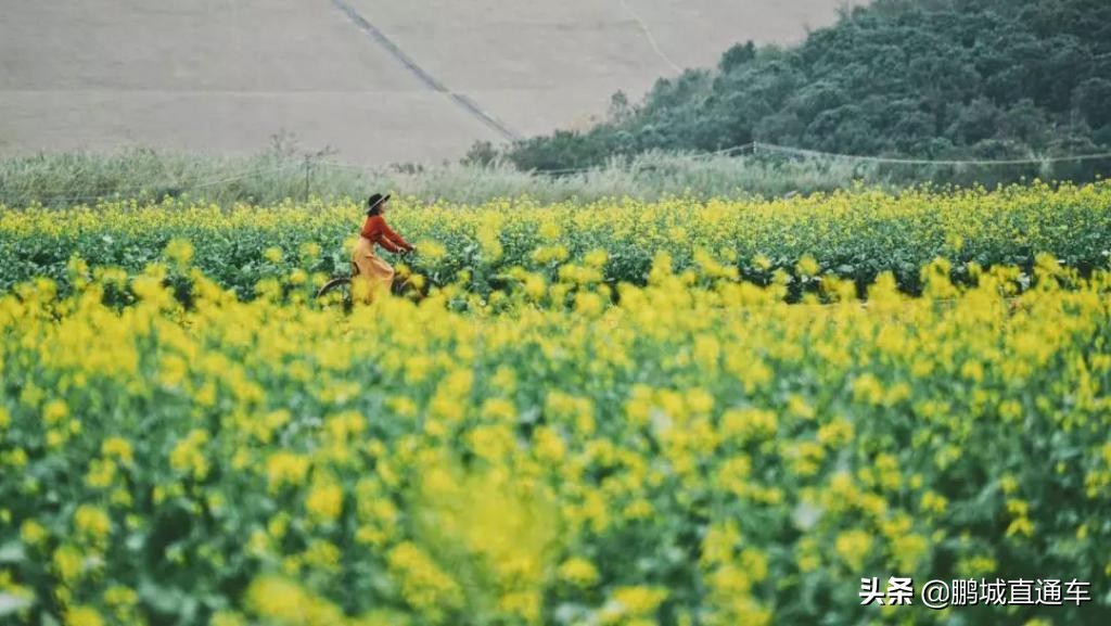 深圳周边古镇玩住一日游推荐,深圳山水田园一日游